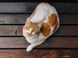 .cat cat dog high definition picture animal animals pet cats creative picture pets dogs exquisite pictures practical picture printing for high definition pictures high definition pictures kittens furry. Most Exotic Cat Breeds In The World The Times Of India