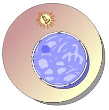 BIO 181 Mastering Biology Chapter 11: Meiosis Flashcards Cram com
