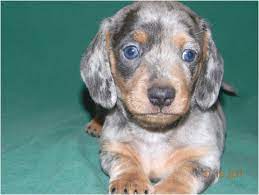 Qr code link to this post. Miniature Dapple Dachshund Puppies For Sale Sc