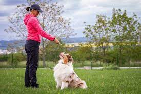 After completion all tests you will receive a certificate from our international dog training center! How To Become A Dog Trainer Things To Know About Dog Training