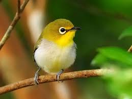 Small Birds With Red Heads Popular Cutie Bird Photography Bird Pictures Cute Birds