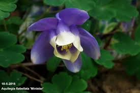 Image result for Aquilegia flabellata ministar