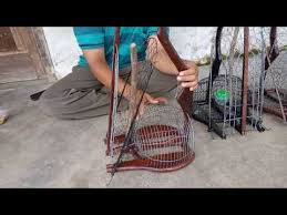 Berkokok di luar gelanggang, bila ke tengah menyusup di bawah kelengkang. Sangkar Jebak Perkutut Derkuku Untuk Memikat Burung Perkutut Dan Derkuku Liar Di Hutan