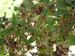 Image result for Dialium holtzii