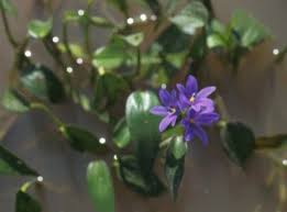 Image result for Monochoria