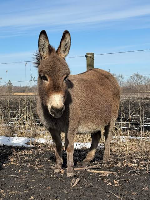 donkey image