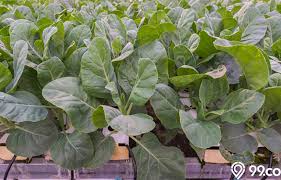 Saya tanam pokok kunyit saya di dalam pasu di bahagian belakang rumah saya dulu belakang rumah saya ini tak ada orang tinggal baru ba plants garden. Sayur Kailan Mudah Ditanam Di Rumah Cepat Tumbuh Coba Yuk