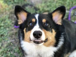zekers handsome pants dog love dogs animals