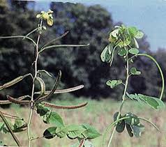 Image result for Senna obtusifolia