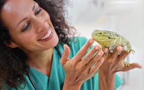 Exotics first aid needs to be provided by all