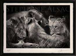 Le photographe christophe lecoq vous présente ses photographies noir et blanc qui vous feront découvrir paris sous je jour de ses belles habitantes. Free Hugs Stephane Alsac