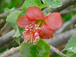 Image result for Kuloa michelsonii