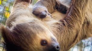 And they eat green beans and hibiscus flowers! Brevard Zoo Welcome Another Baby Sloth In The Form Of A Linnaeus S Two Toed Sloth