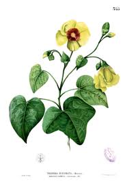 Image result for Thespesia garckeana