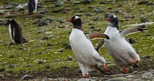 Birds And Blooms 2019 Photo Contest Winners The Winners Of The 2019 Comedy Wildlife Photography Awards Are In 12 Images Comedy Wildlife Photography Wildlife Photography Photography Awards
