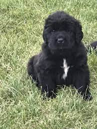 These fluffy newfie puppies grow into gentle giants with a loving getting your newfoundland puppy used to having their mouth, paws, and ears handled early on will. Pin On Newfoundland Puppy Puppies Dogs For Sale