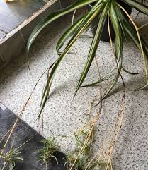 This is the part you want to take. Why Is This Happening To My Spider Plant Gardening Landscaping Stack Exchange