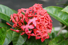 Image result for Ixora laurentii
