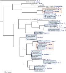 Image result for Monotes elegans