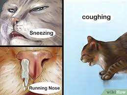 Just like people, kitties can suffer from colds too, leading to sneezing, coughing and runny noses. 3 Ways To Treat A Cat With A Cold Wikihow