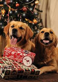 Discover top restaurants, spas, things to do & more. Dog Boarding And Daycare Pawderosa Ranch Dog Holiday Dog Daycare Christmas Dog