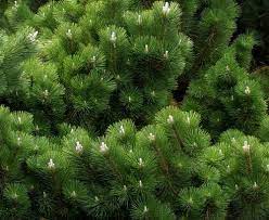 Maybe you would like to learn more about one of these? Banshosho Japanese Black Pine 3 Year Graft Bonsai Plants Seeds Bulbs Fcteutonia05 De