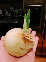 I Have An Onion Sprouting In My Fridge Can I Plant It Gardening