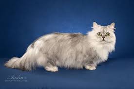Minuet Longhair Cat Breed Napoleon Longhair Cat Napoleon Cat Cat Breeds Rare Cats