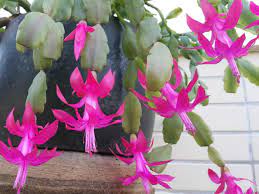 Wondering how to care for your christmas cactus? How To Care For And Make A Christmas Cactus Bloom World Of Succulents