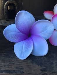 Real Touch Plumeria Flower Pick Plumeria Flowers Pretty Flowers Amazing Flowers