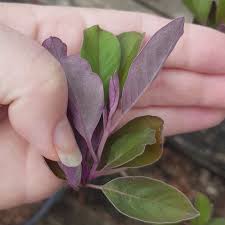 Image result for Vitex patula