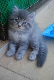 Kucing parsi adalah salah satu baka yang paling dikehendaki untuk menjadi teman kucing di untuk memulakan, kami akan menerangkan cara untuk mengetahui jika kucing parsi adalah tulen apabila. Comel Kucing Parsi Kelabu 81021 Nama Untuk Kucing Comel Lucu Dan Unik