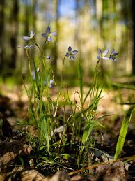 Image result for Hylebates