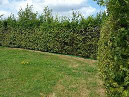 Image result for Živý plot z habru