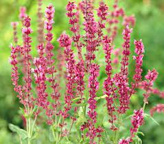 Salvia Nemorosa Rose Wine From White Flower Farms White Flower Farm Salvia Spring Perennials