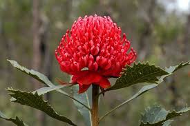 Waratah Flower In Full Bloom At Warrah Trig Brisbane Water National Park Australian Flowers Waratah Flower Flowers