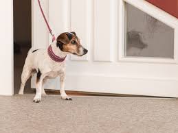 Keep the leash short enough so she cannot some recommend that the first puppy walking training sessions should also serve as meal time, so. Fearful Fido 13 Tips For When Your Dog Is Anxious On Walks
