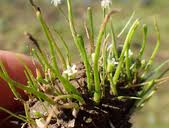 Image result for Limosella capensis