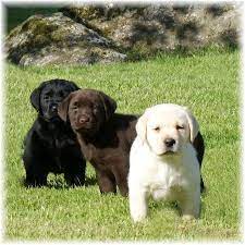 These are some of the kindest people in the world. Pin By Owen Fiz On Cute Animals Lab Puppies Yellow Lab Puppies Cute Dogs