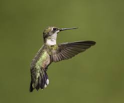 hummingbird wing general info panosundaki pin