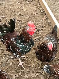 Maybe you would like to learn more about one of these? Speckled Sussex