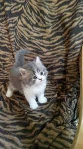 مختلف عالمي ممر قطط للبيع في عجمان - temperodemae.com