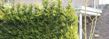Land) een europees land aan de oostzee. Leyland Zypresse Cupressocyparis Leylandii Garmundo