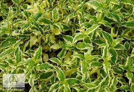 (the fruit may not at first. Diervilla Sessilifolia Cool Splash Pbr