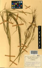 Image result for Cenchrus unisetus