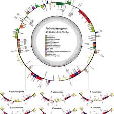 Image result for Polystachya bennettiana