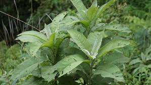 Image result for Blumea