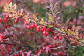 Gooseberries can be very tart or very sweet. Types Of Red Berries That Grow On Trees Or Shrubs Identification Guide
