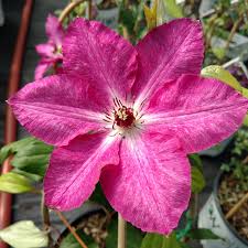 The best known of all the doubles. Clematis Vyvyan Pennell Buy Clematis Perennials Online