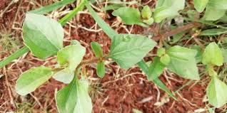 Image result for Acanthospermum australe